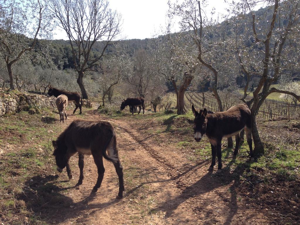 فيلا مونتيريجيونيفي Agriturismo Biologico Ebbio المظهر الخارجي الصورة